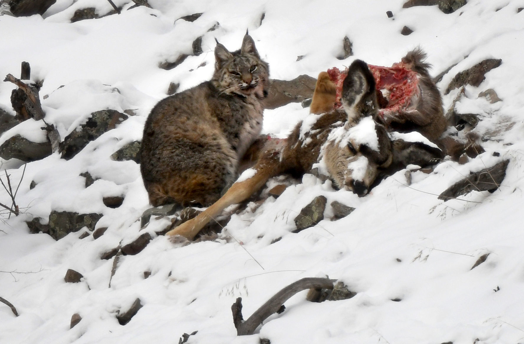 Bobcat on Mount Jumbo